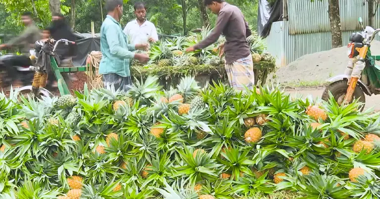 ময়মনসিংহের আনারস